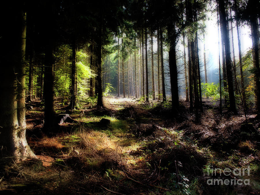 Nature Photograph - Forest by Jorg Becker
