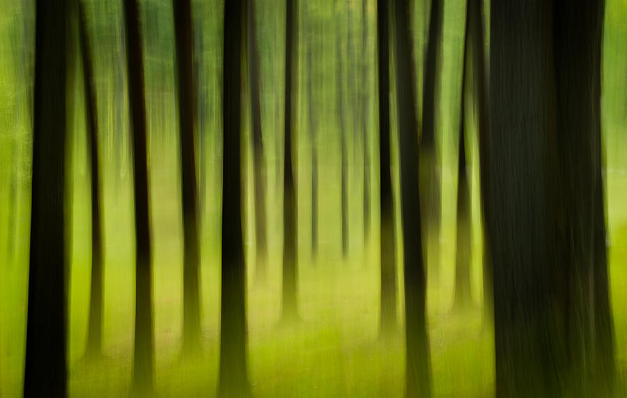 Forest Photograph by Joye Ardyn Durham