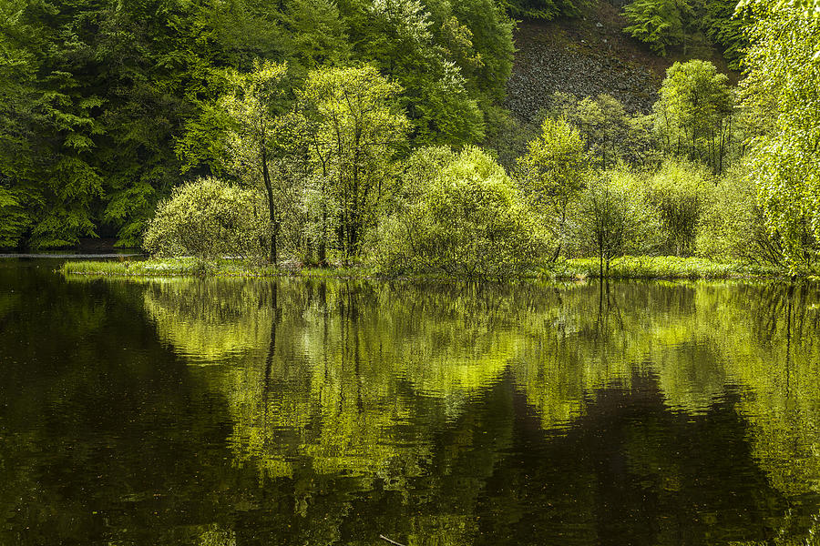 Forest lake Photograph by Elmer Jensen