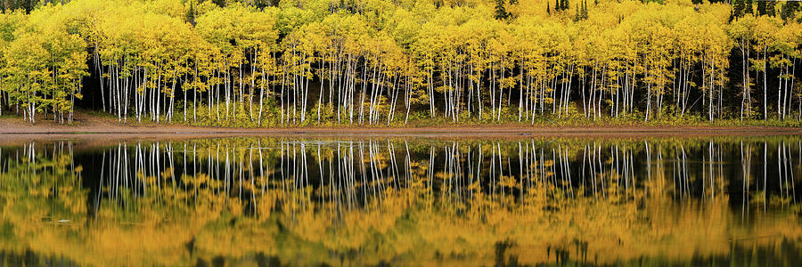 Forest Lake Reflection Photograph by Dustin LeFevre