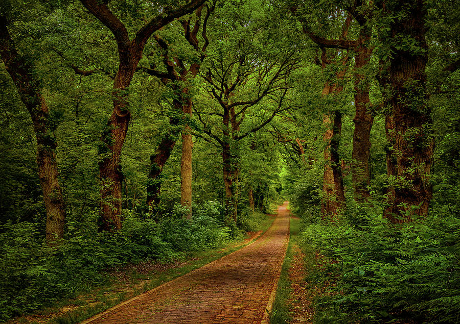 Forest lane in Doorwerth Photograph by Tim Abeln
