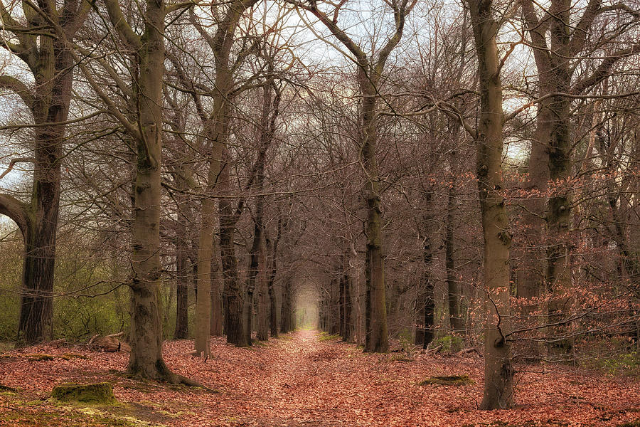 Forest lane near Maarsbergen Photograph by Tim Abeln
