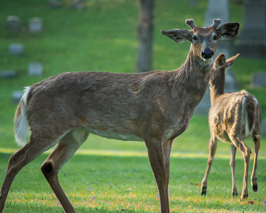 Forest Lawn Spring Buck Photograph by Chris Bordeleau