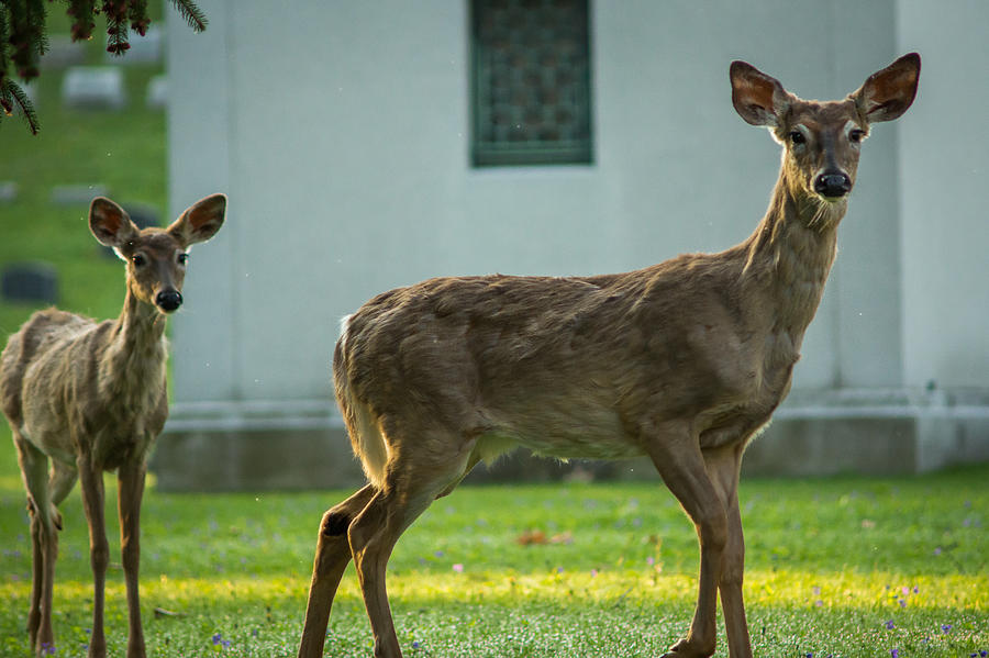 Forest Lawn Spring Yearling and mother White-Tailed deer Photograph by Chris Bordeleau