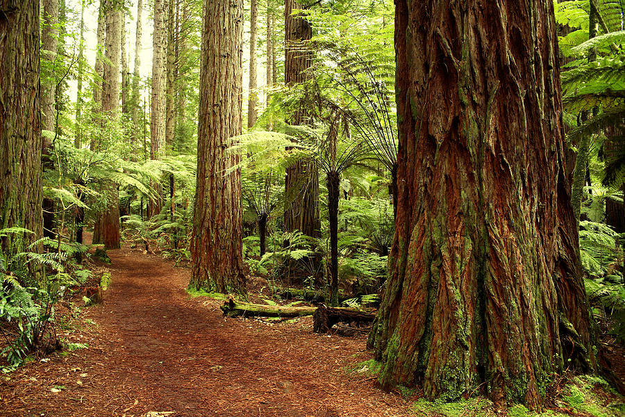Trail in redwood forest Photograph by Les Cunliffe