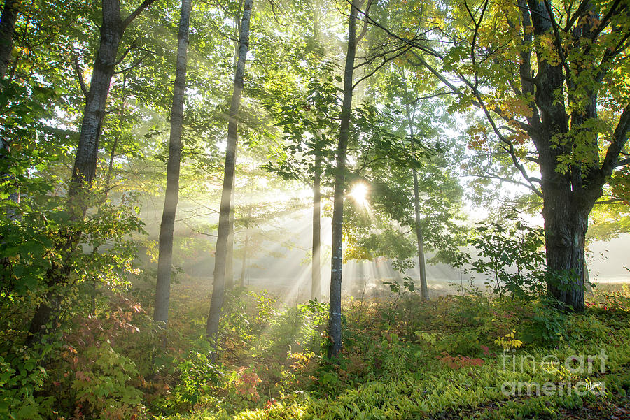 Forest Light Photograph by Alana Ranney