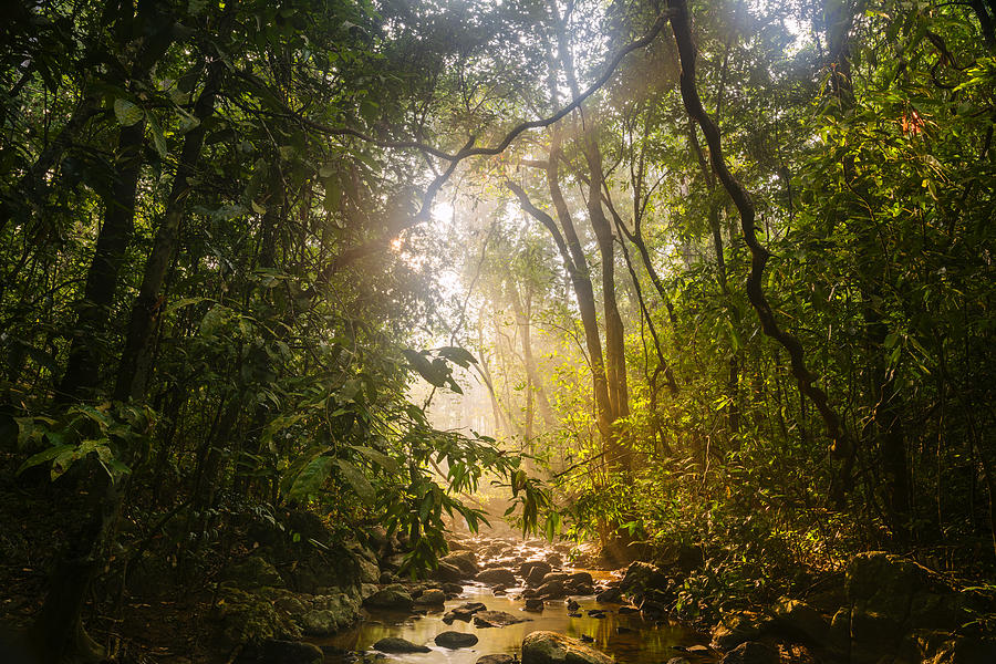 Tree Photograph - Forest light at Western Ghats in Karnataka in India by Vishwanath Bhat