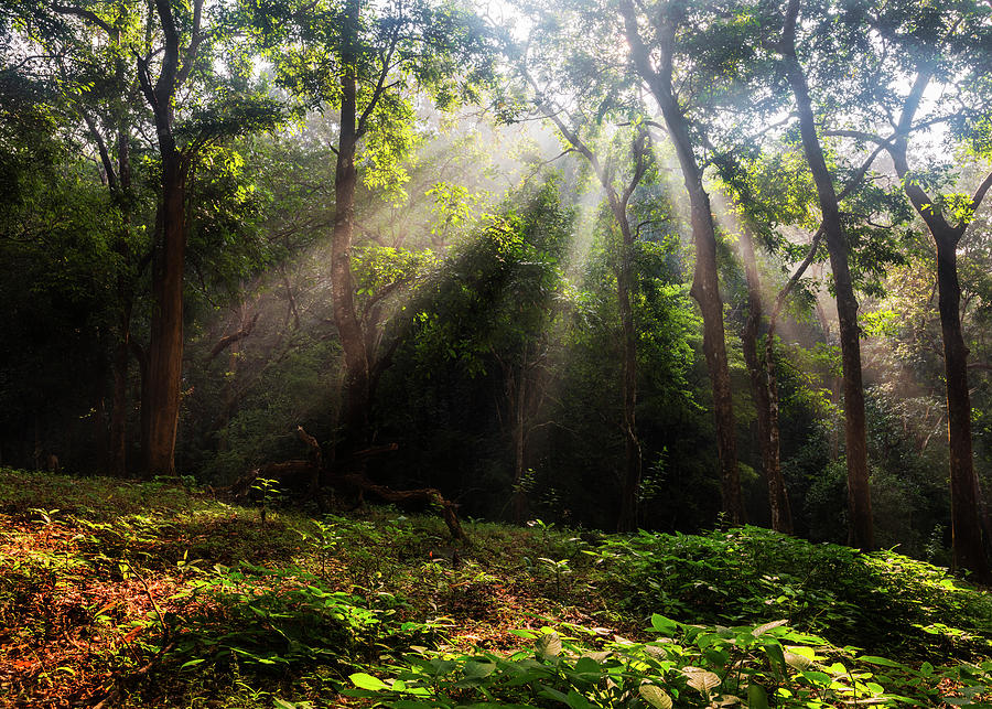 Forest light in Western Ghats India Photograph by Vishwanath Bhat
