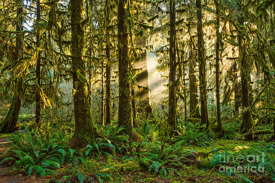 Olympic National Park Photograph - Forest Light by Jamie Pham