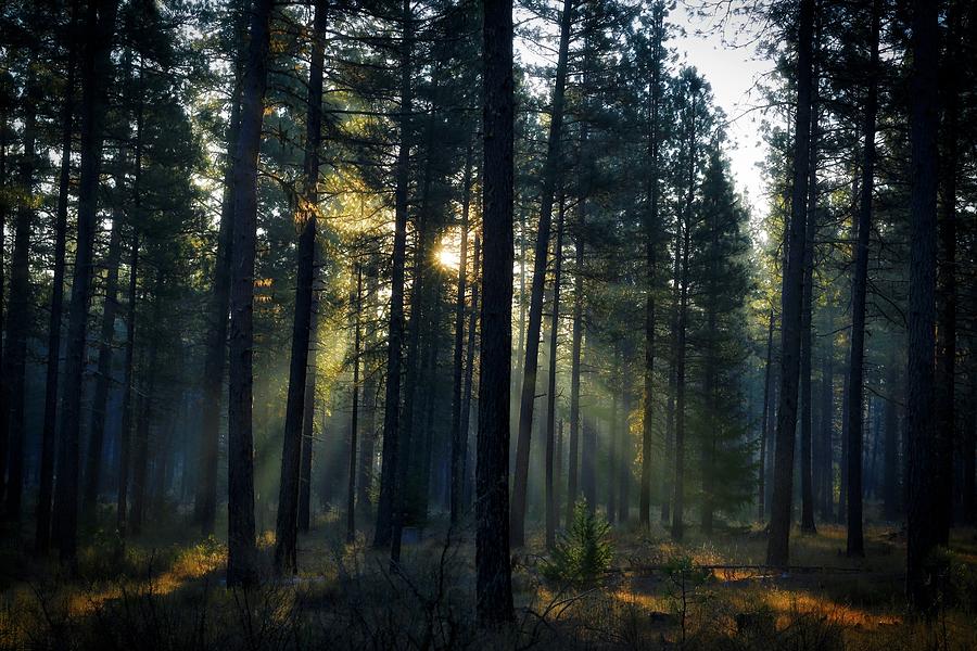 Forest light Photograph by Lynn Hopwood