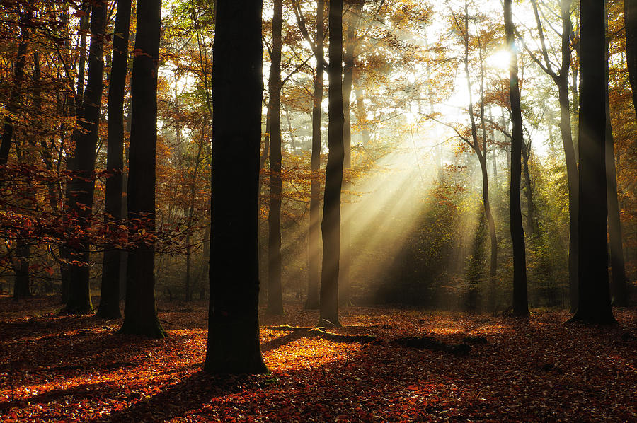 Forest Light Photograph by Martin Podt - Pixels