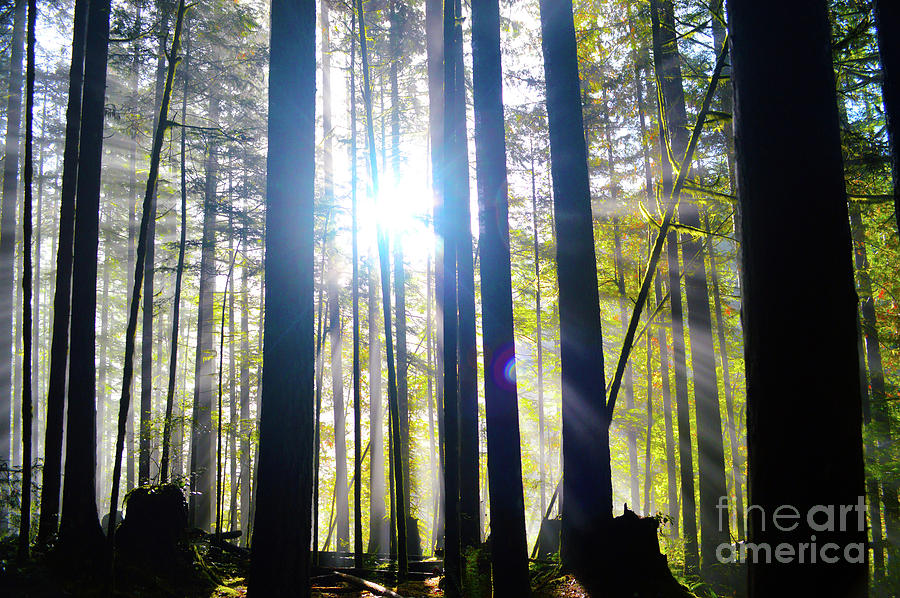 Forest Light Rays Photograph by Brian OKelly
