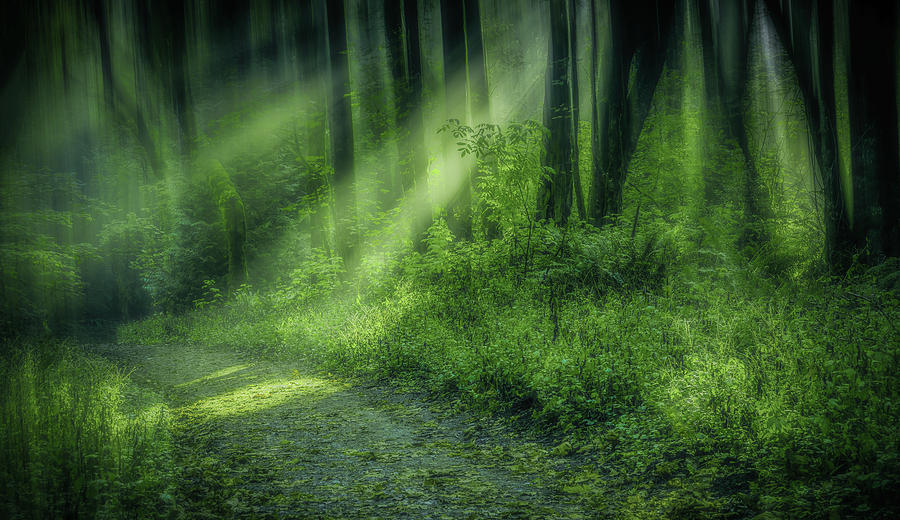 Forest Light Streams Photograph by Don Schwartz