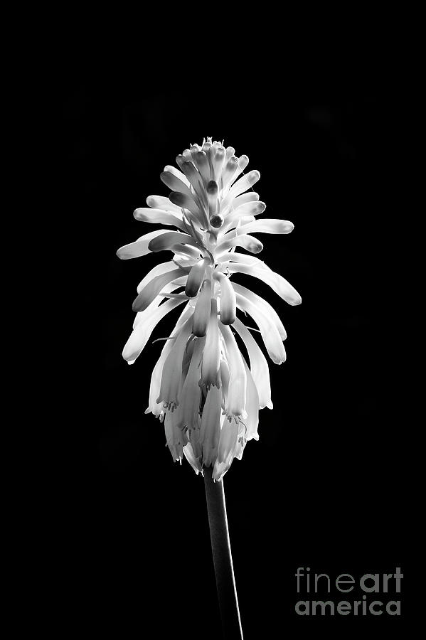 Inflorescence Photograph - Forest Lily by Tim Gainey Inflorescence Photograph - Forest Lily by Tim Gainey