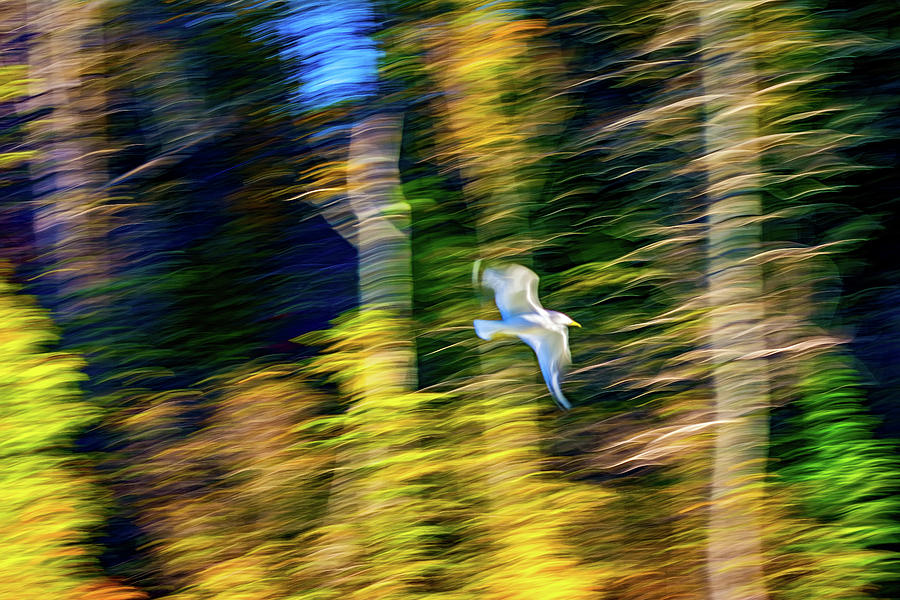 Forest Magic - The Spirit  Photograph by Steve Harrington