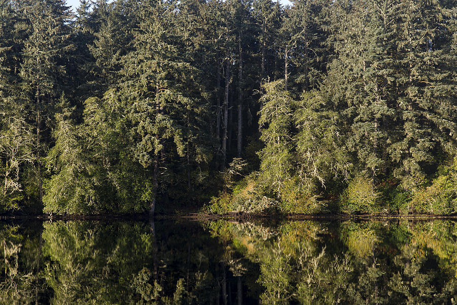 Forest Mirror Photograph by Robert Potts