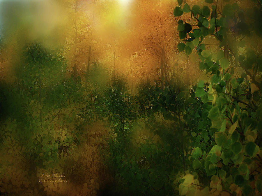 Forest Moods Mixed Media by Carol Cavalaris