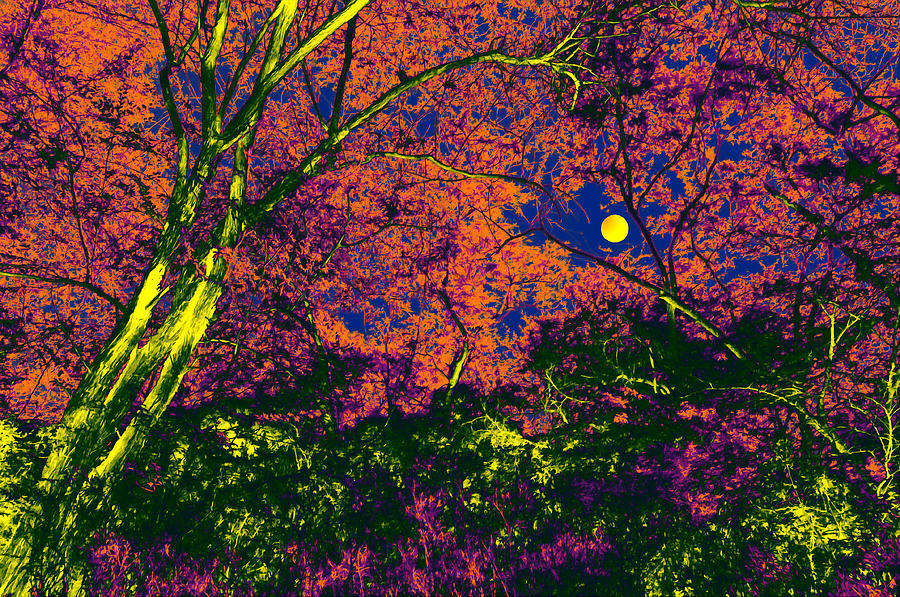 Forest Moon Digital Art by Bliss Of Art - Fine Art America