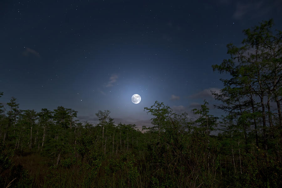 Forest Moon Photograph by Mark Andrew Thomas