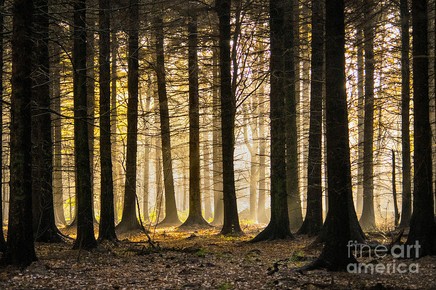 Forest Morning Photograph by Chris Horsnell