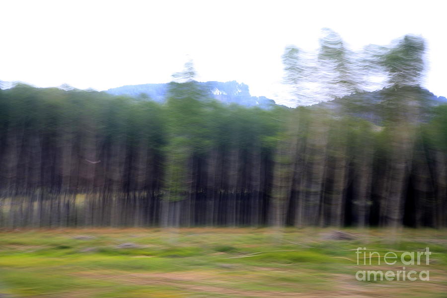 Forest motion blur  Photograph by Vladi Alon