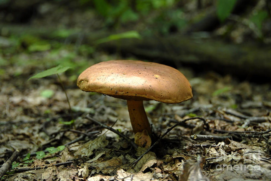 Forest Mushroom Photograph by David Lee Thompson