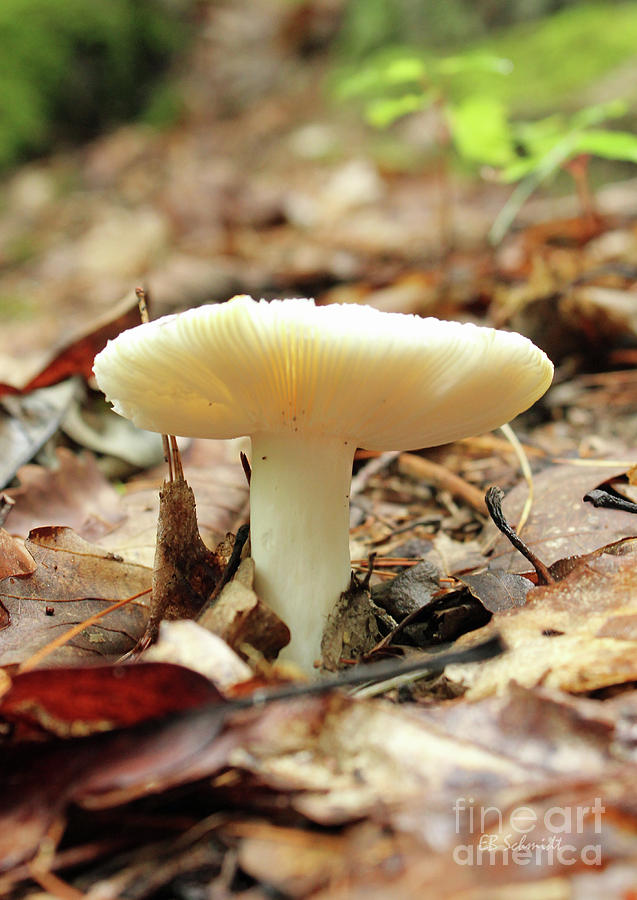Forest Mushroom Photograph by E B Schmidt