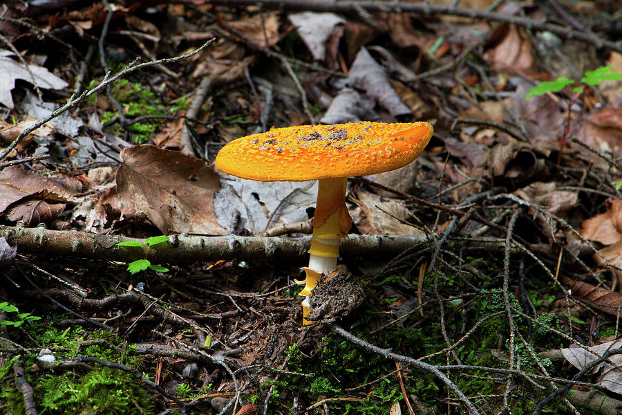 Forest Mushroom Photograph by Jeff Severson
