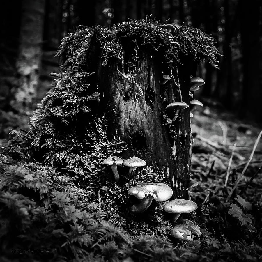 Forest Mushrooms Digital Art by Cindy Collier Harris