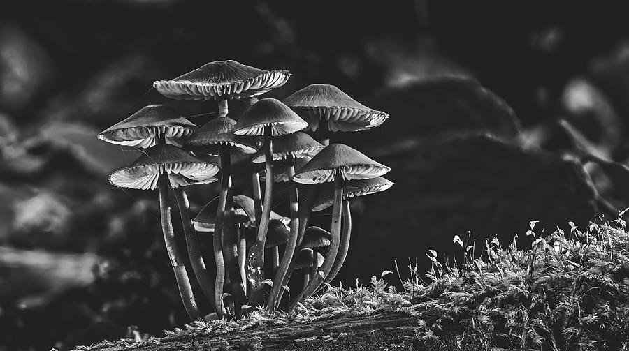 Forest Mushrooms Photograph by Mountain Dreams