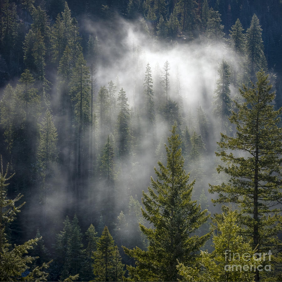 Forest Mystery Photograph by Idaho Scenic Images Linda Lantzy