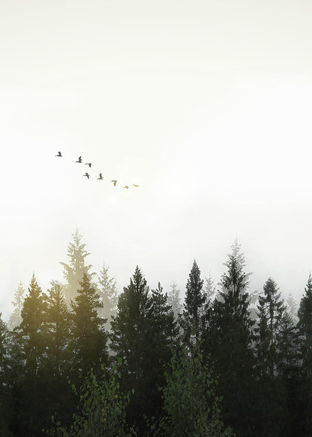 Forest Digital Art by Nicklas Gustafsson