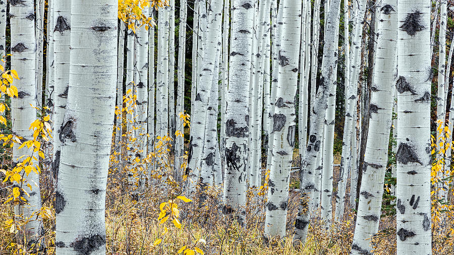 Forest of Aspen Photograph by Pierre Leclerc Photography