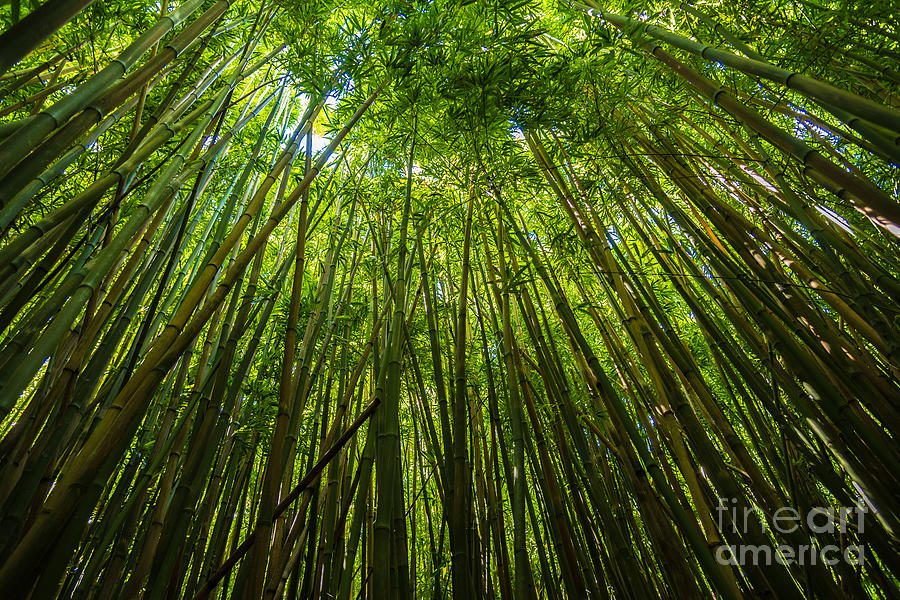 Forest of Bamboo Trees in Maui, Hawaii Photograph by Mel Ashar