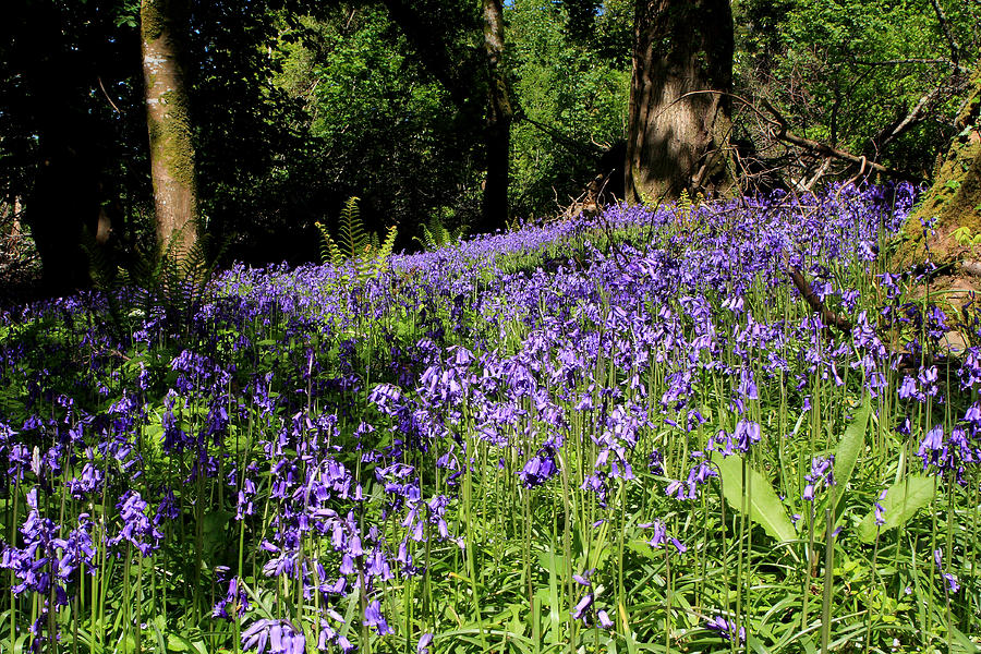 Forest Of Bluebells Photograph by Aidan Moran