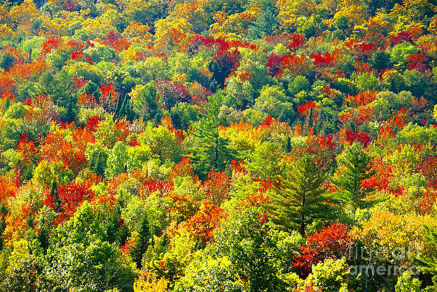 Fall Photograph - Forest of Color by David Lee Thompson