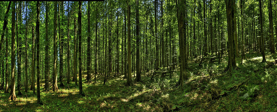 Forest of Croatia Photograph by Don Wolf