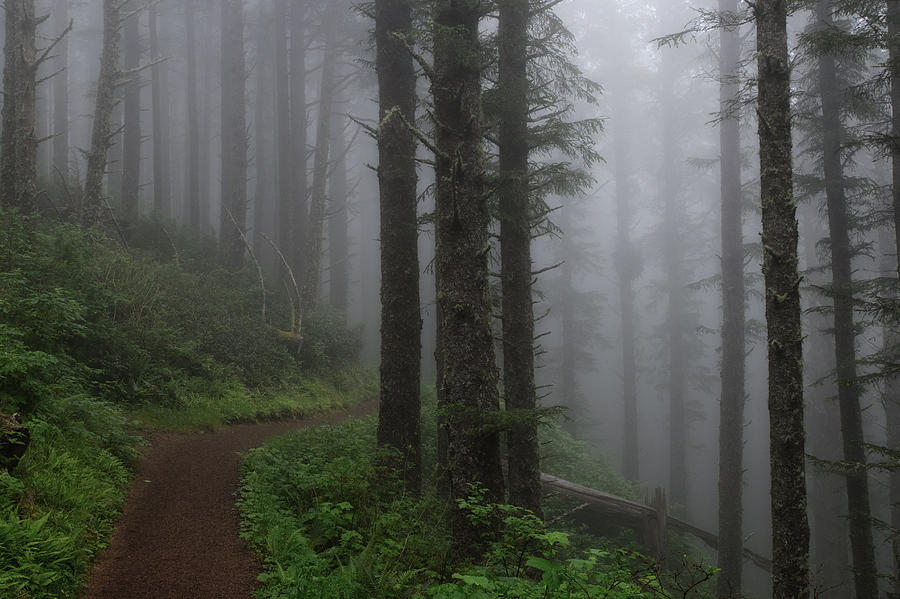 Forest of Fog by John Kiss Forest of Fog by John Kiss