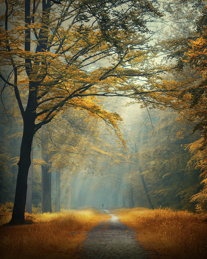 Forest of fortune Photograph by Rob Visser