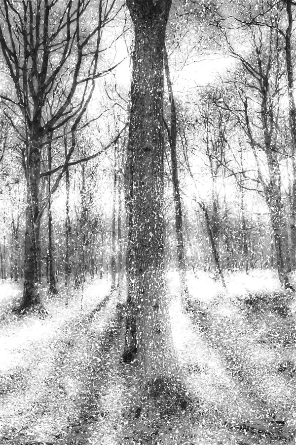 Forest Of Ghosts And Snow Photograph