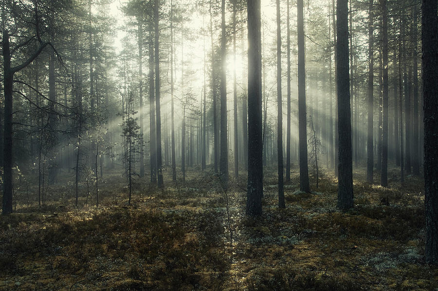 Forest of Light Photograph by Andreas Stridsberg - Fine Art America