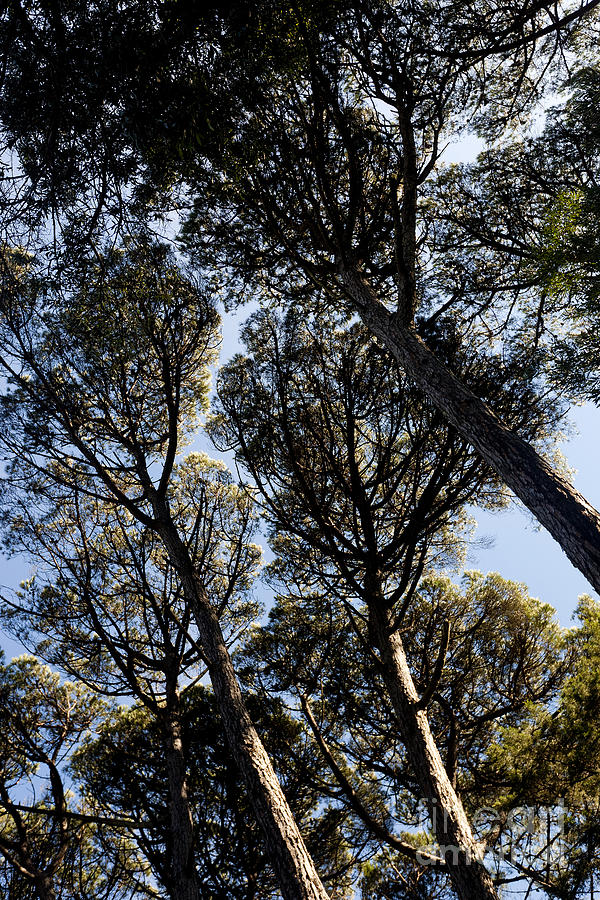 Nature Photograph - Forest of Sintra by Andre Goncalves
