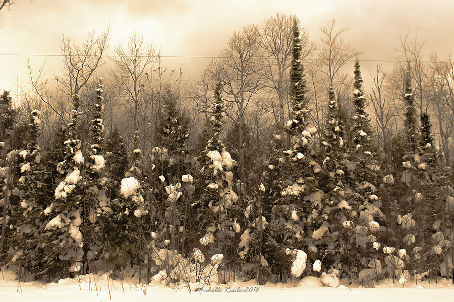 Forest of snow Photograph by Michelle Ressler