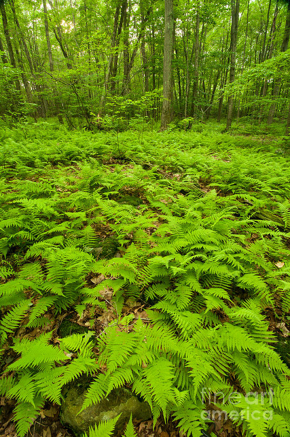 Forest of the Ferns Photograph by JG Coleman