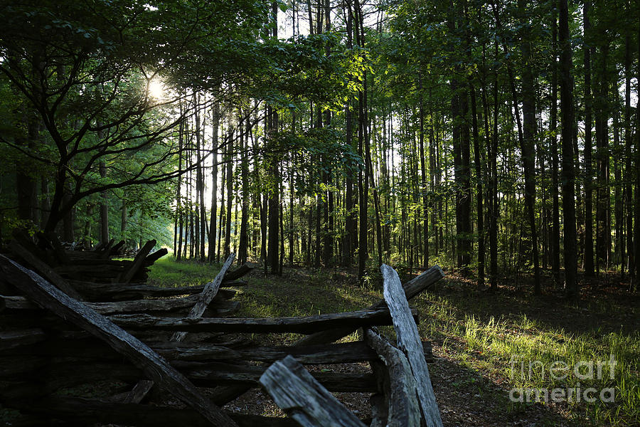 Woods at Yorktown Photograph by Rachel Morrison