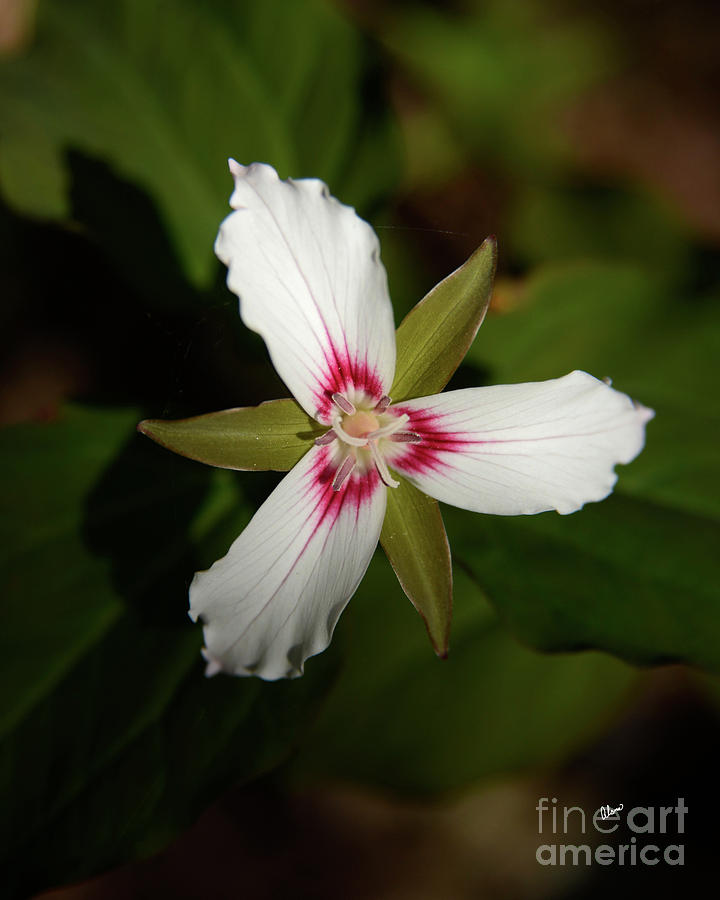 Forest Painted Trillium Photograph by Alana Ranney