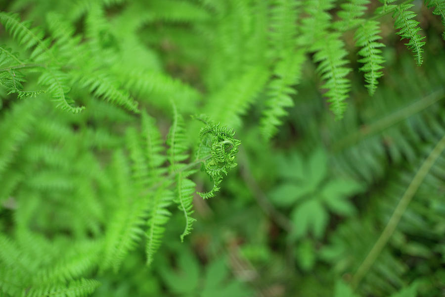 Forest park ferns Photograph by Kunal Mehra