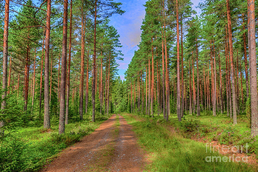 Nature Photograph - Forest path 2 by Veikko Suikkanen