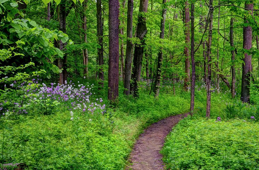 Forest Path  Photograph by Ann Bridges