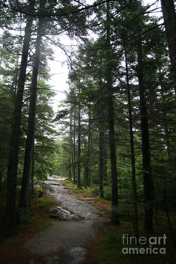 Forest Path at Grafton Notch State Park Photograph by Neal Eslinger